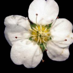 Detail of a flower of Spirea vanhouttei