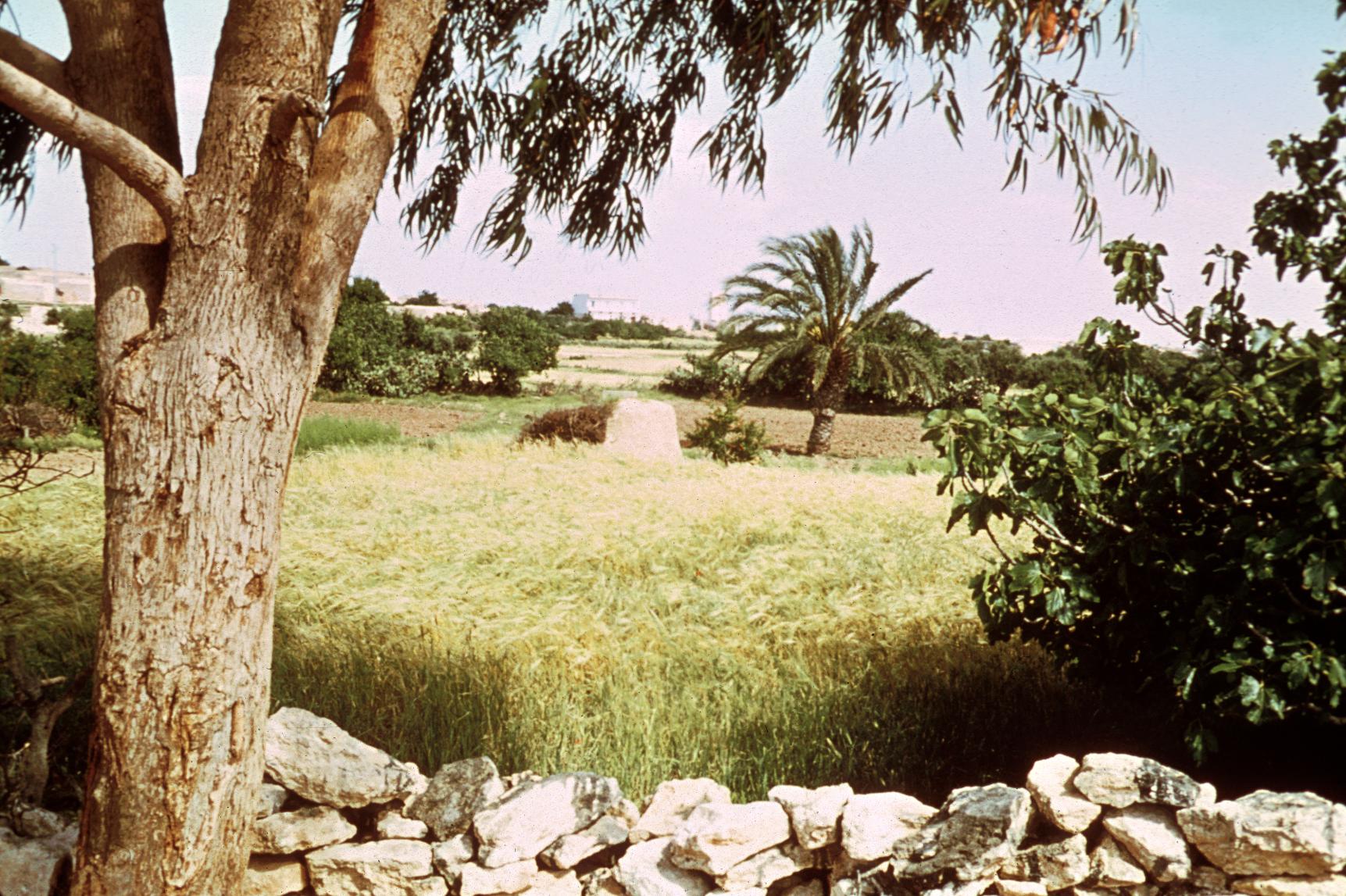 Wheat and a Palm Tree Outside Ksar-Hellal