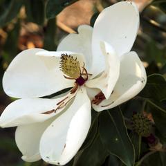 Pollinators of Magnolia grandiflora