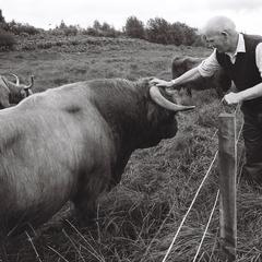 Duncan Williamson greeting a Highland cow
