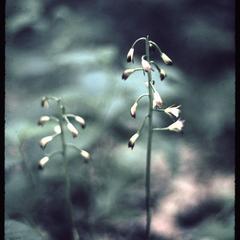 Aplectrum hyemale in bloom, Ridgeland
