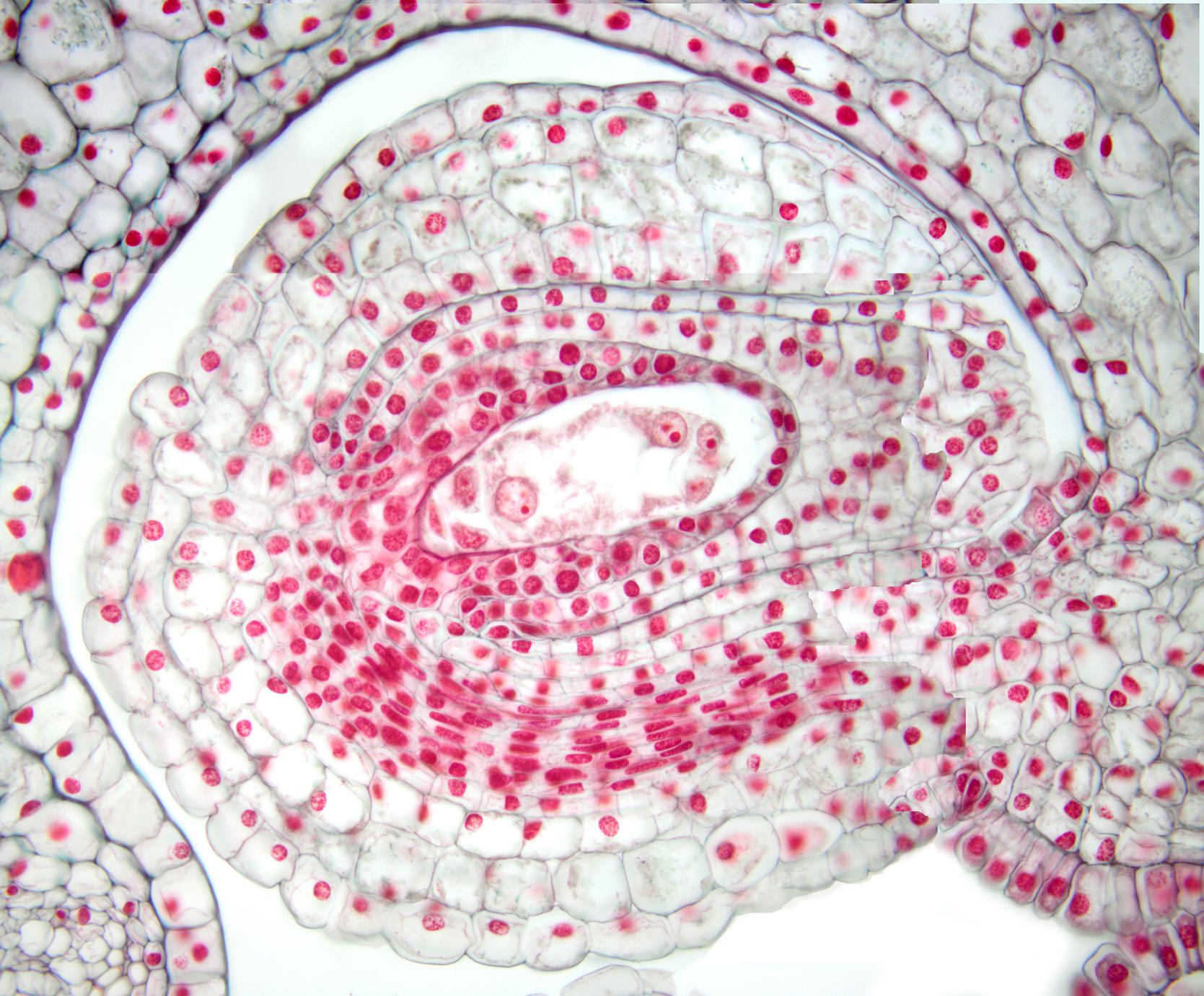 mature lilium embryo sac uwdc uw madison libraries