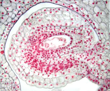 Mature Lilium embryo sac