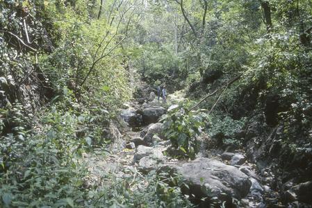 Cleome pilosa in stream bed, Sierra de Manantlán