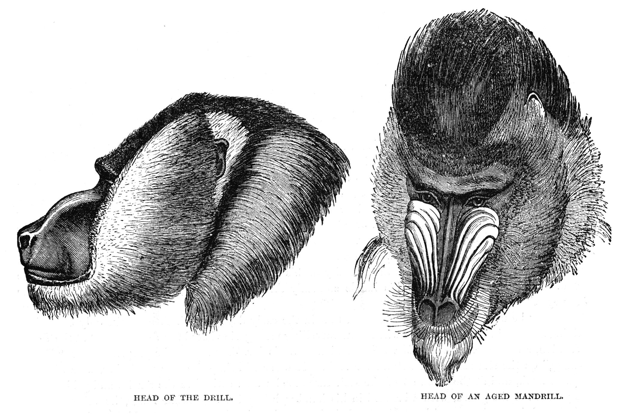 Head of the Drill and Head of an Aged Mandrill