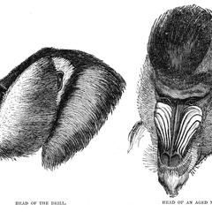 Head of the Drill and Head of an Aged Mandrill