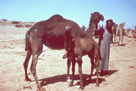 Camel Market at Goulimine in the South