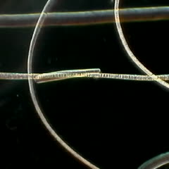 Movie of Oscillatoria filament sliding around a longer filament - 40x objective with dark field illumination