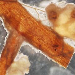 Ectomycorryzae of pine view of mycelium