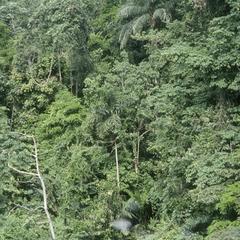Tropical rainforest along Río San Juan