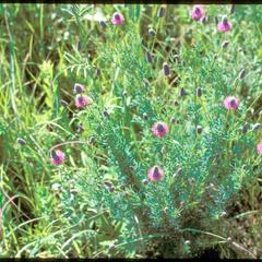 Petalostemum purpureum, Faville Prairie, State Natural Area