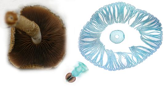 Composite of gilled mushrooms with a basidium