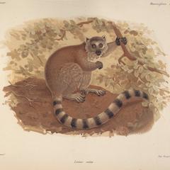 Seated Ring-Tailed Lemur Print