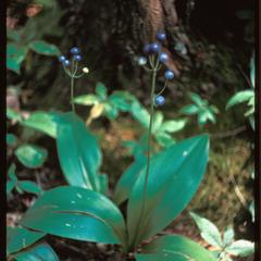 Clintonia with fruit