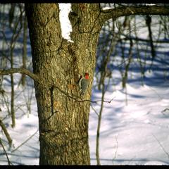 Red bellied woodpecker on tree trunk in winter