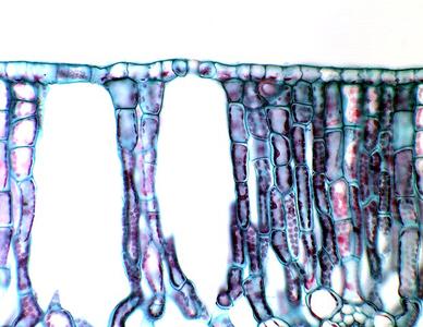 Stoma in upper epidermis in cross section through a water lily leaf