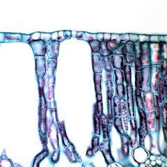 Stoma in upper epidermis in cross section through a water lily leaf