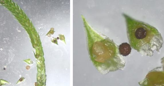 Selaginella - dissected strobilus