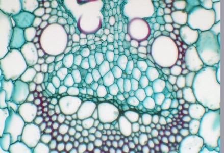 Phloem with sieve tube members and companion cells in cross section of Zea stem