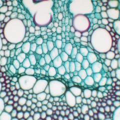 Phloem with sieve tube members and companion cells in cross section of Zea stem