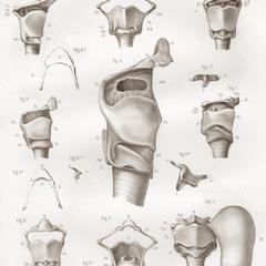 Larynxs et Hyoïdes