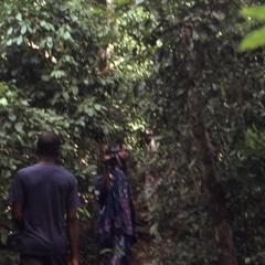 Walking through Osun Grove