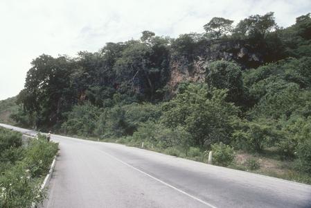 Cliff with teosinte, east of Teloloapan