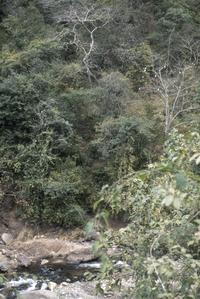 Dry, deciduous forest south of El Progreso
