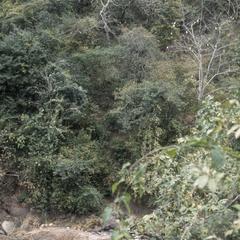 Dry, deciduous forest south of El Progreso