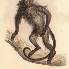 The Shagged Monkey