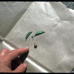 Hog peanut, two kinds of fruits