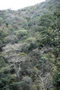 Dry tropical forest  near Aguas Calientes