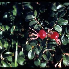 Closeup of rose hips, Lake Superior shore