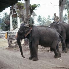 Royal elephants