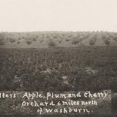 Apple, plum, and cherry orchard