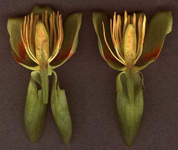 Longitudinal sections of a flower of Liriodendron tulipfera
