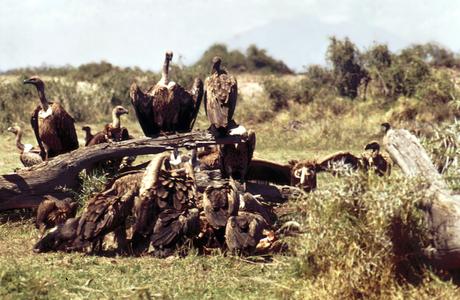Vulture and Lions After a Kill