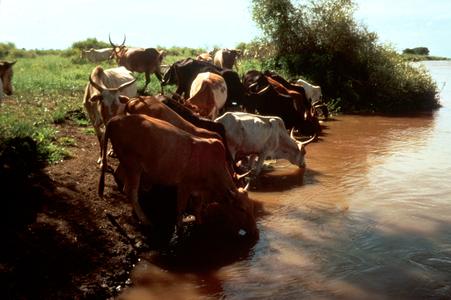 Cattle Drinking at the River