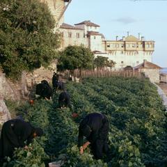 Monks gardening at Xenophontos