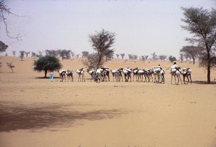 A Camel Caravan Heading North into the Sahara