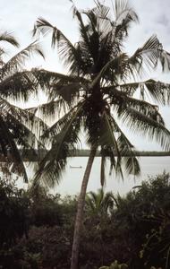 Port Harcourt trees