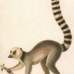 Ring-Tailed Lemur Print
