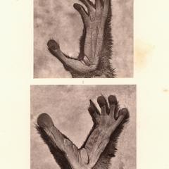 Indri Hand and Foot