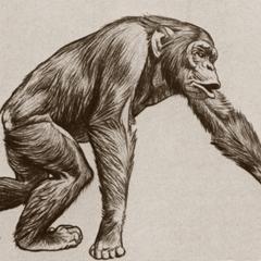 Knucklewalking Orangutan Print