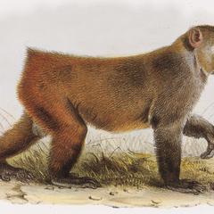 Barbary Macaque Print