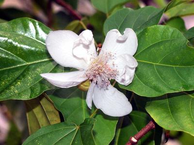 Flowering branch of Bixa