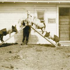 Two goats and two pigs standing on raised planks