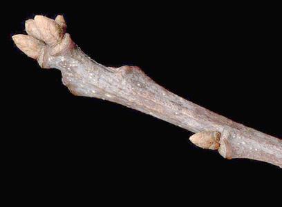 Bud scales of a white oak twig