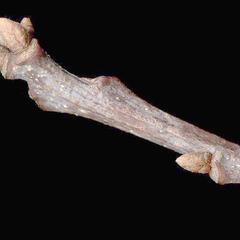 Bud scales of a white oak twig