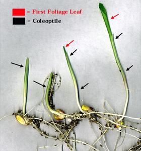Coleoptile of corn seedlings